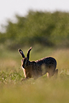 BB 11 0278 / Lepus europaeus / Sørhare